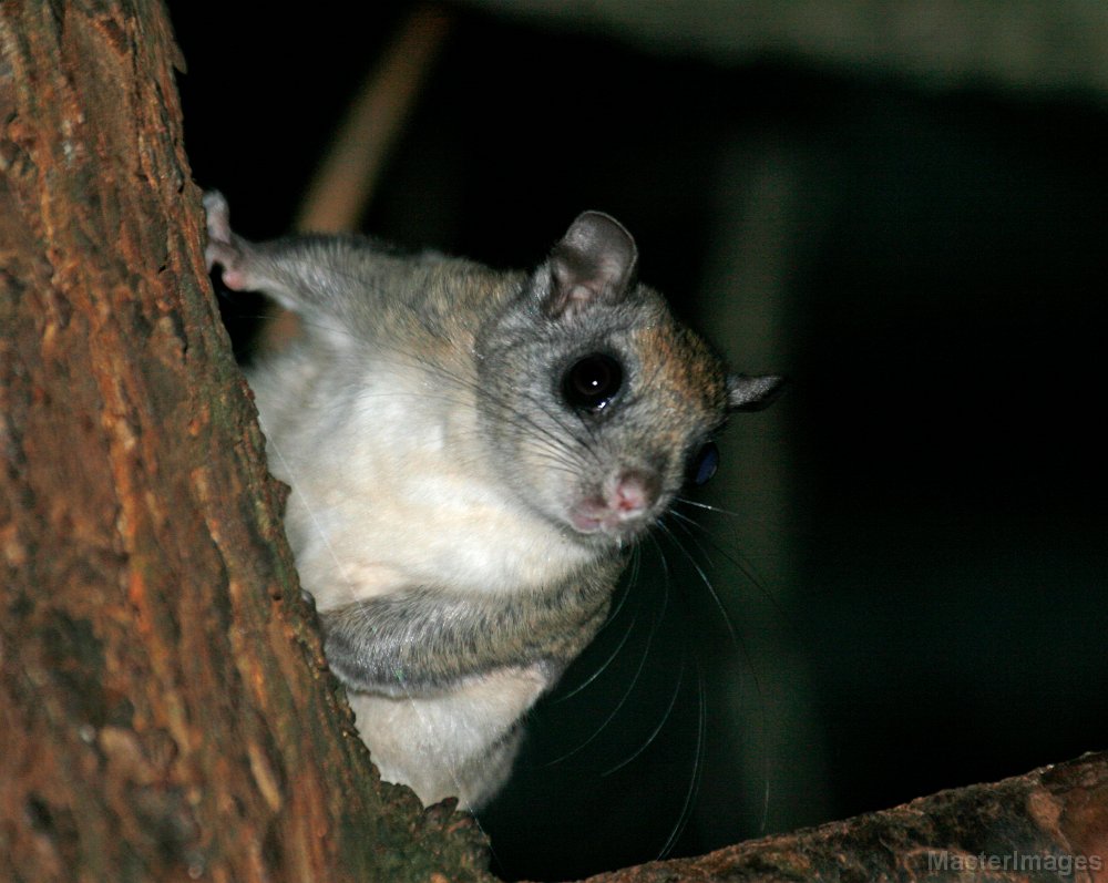 Northern Flying Squirrel